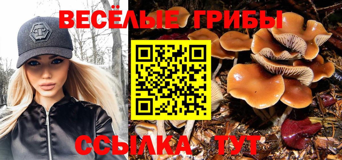 Псилоцибиновые грибы Psilocybe Ржев